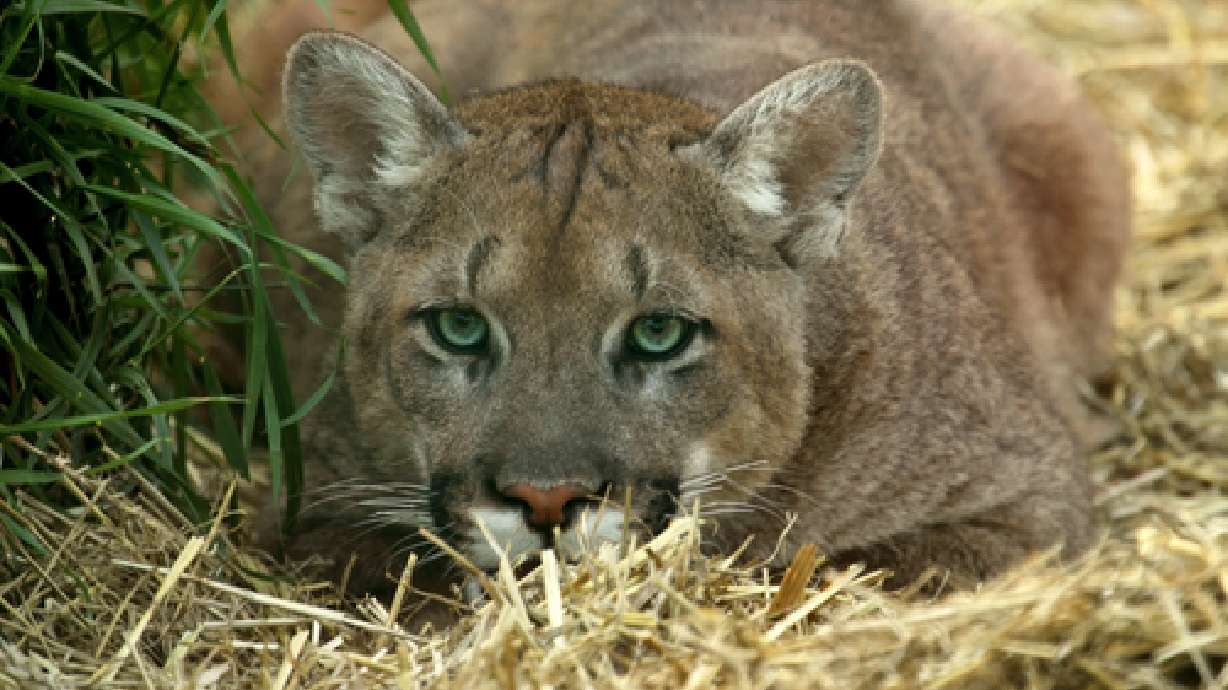 Harsh winter pushes cougars near towns; 3 euthanized