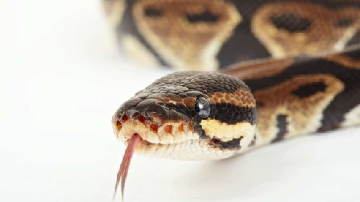 Birds, reptiles could coexist under merger plan