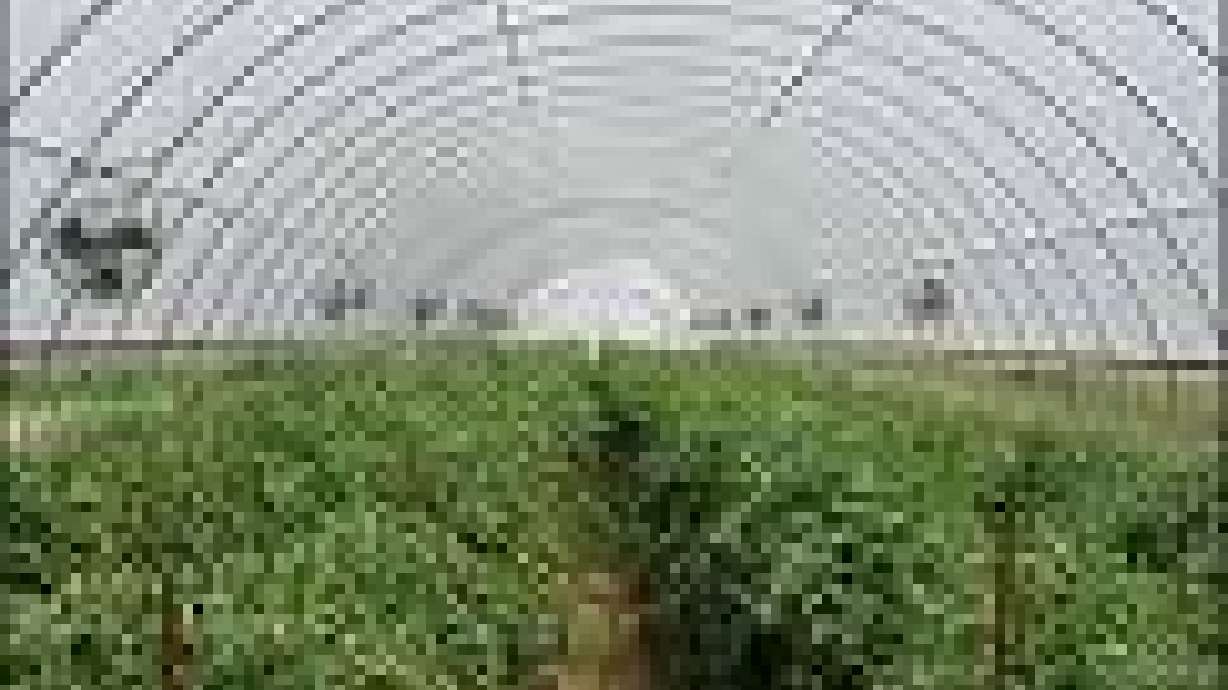 The Skinny on Solar Greenhouses