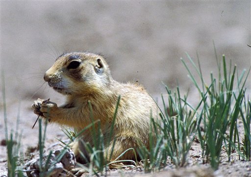 Program aims to protect Utah prairie dog habitat