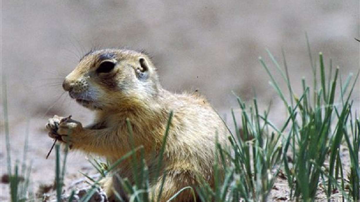 Cedar City landowners score victory over pesky prairie dogs