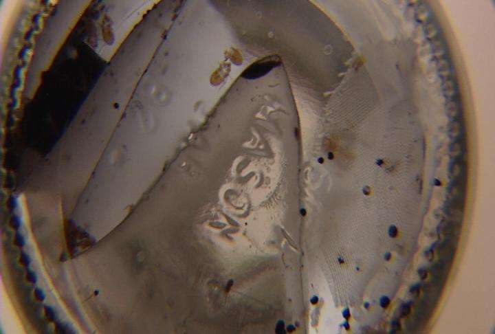 Bedbug-sniffing Beagle changes extermination business