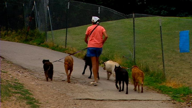 Council Considers Whether Dogs Should Remain Off-Leash at Park