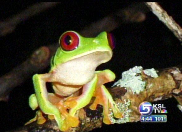 Fungus Threatening Amphibian Survival Worldwide