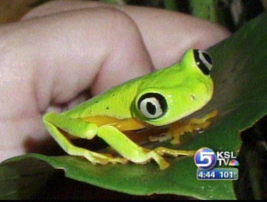 Fungus Threatening Amphibian Survival Worldwide