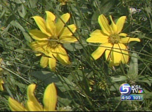 Wildflower Festival this Weekend