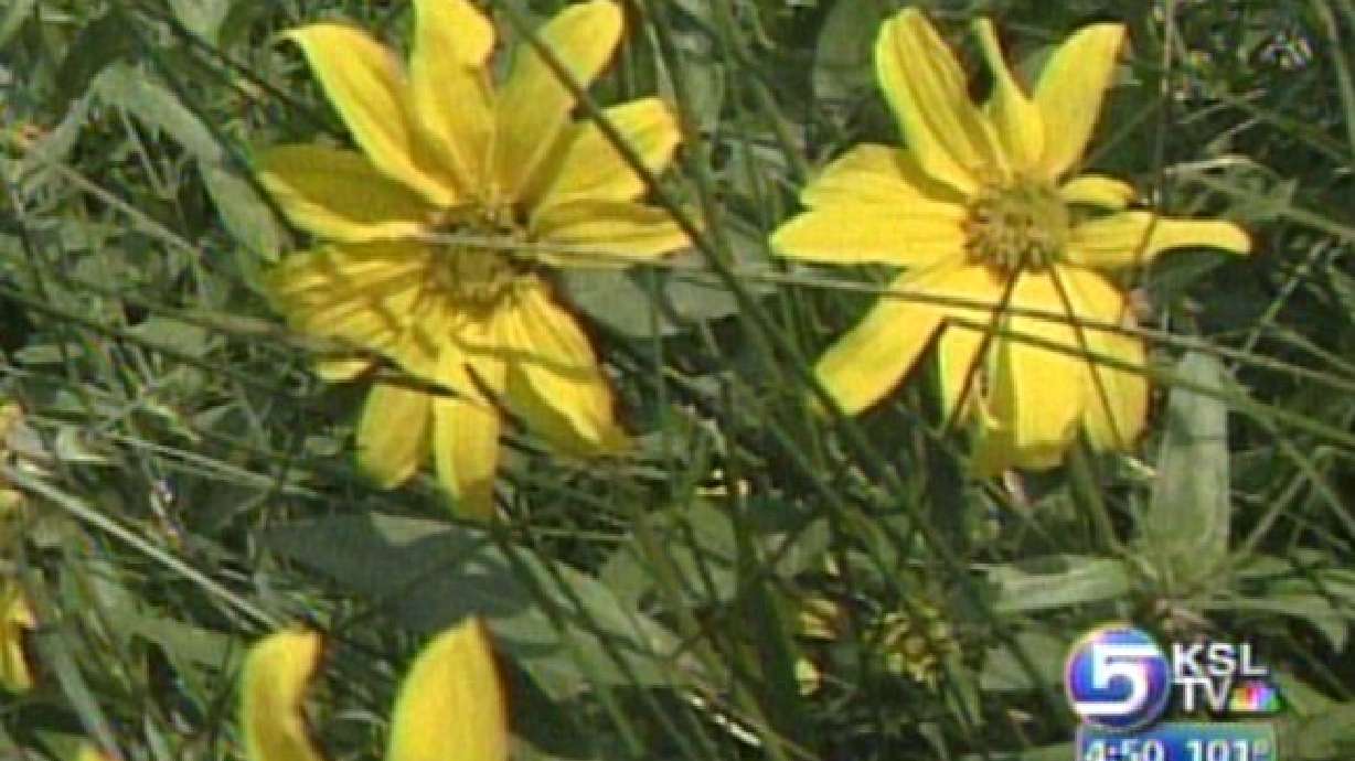 Wildflower Festival this Weekend