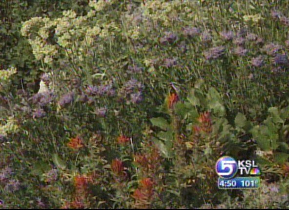 Wildflower Festival this Weekend