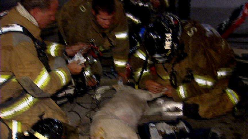Firefighters Save Dog From Fire