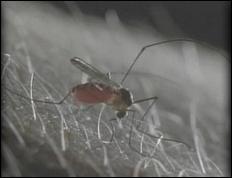 Mosquito samples test positive for West Nile virus