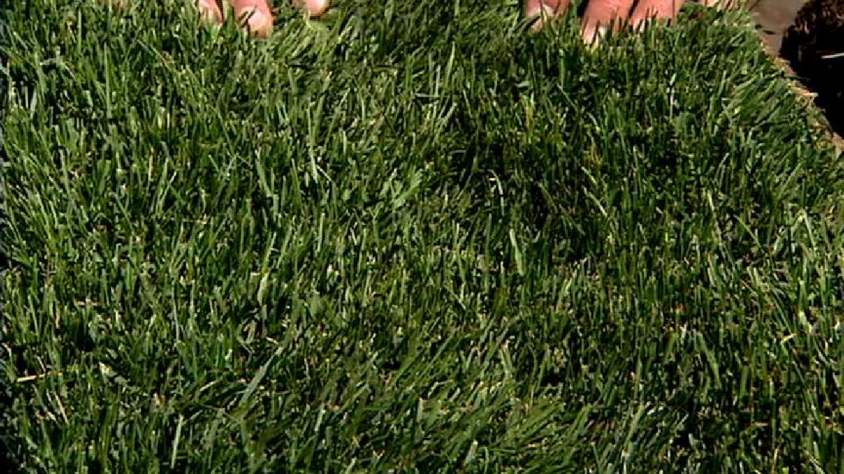 Sod Farm Shares Tips on How to Avoid Overwatering