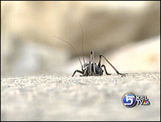 BYU Student Catches Crickets to Map Genes