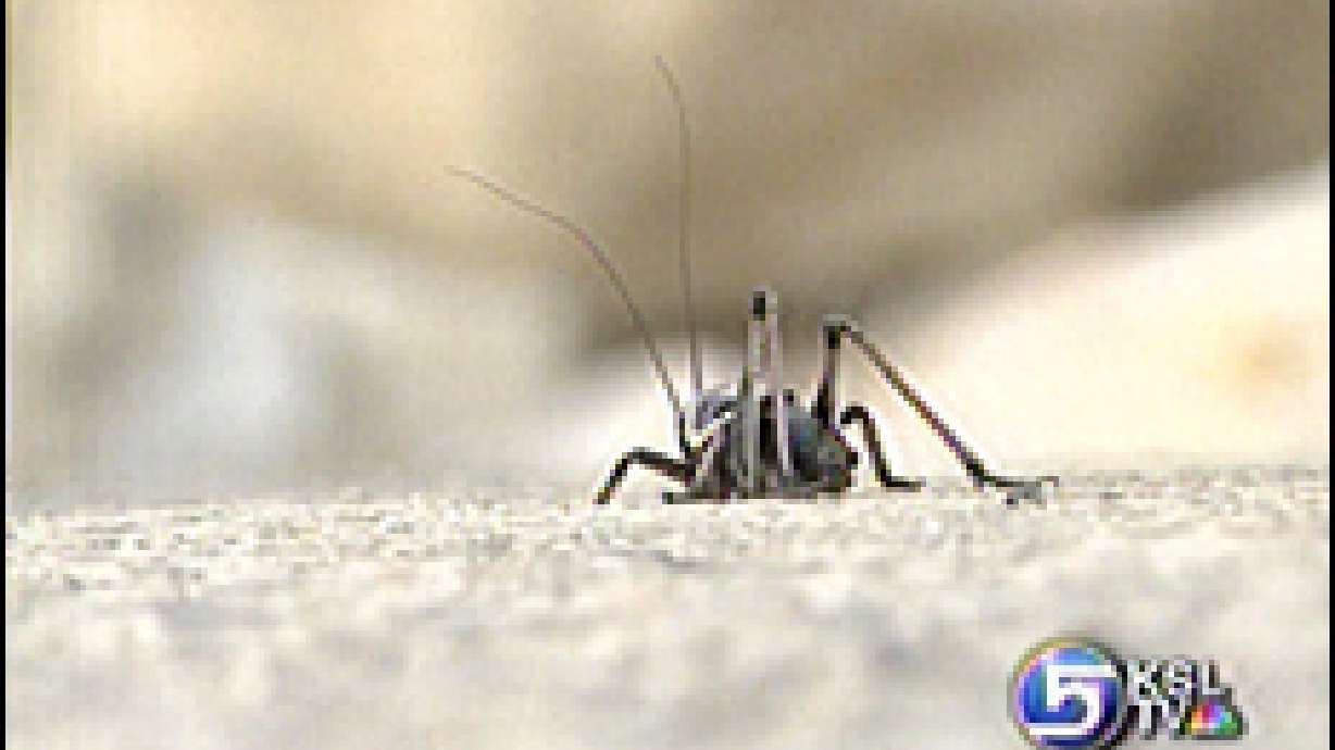 BYU Student Catches Crickets to Map Genes