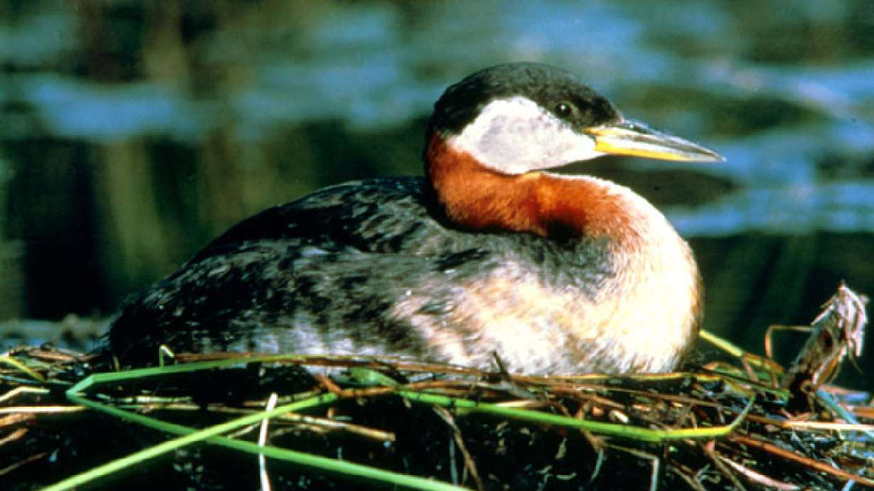 Rare arctic sea bird spotted at Glen Canyon