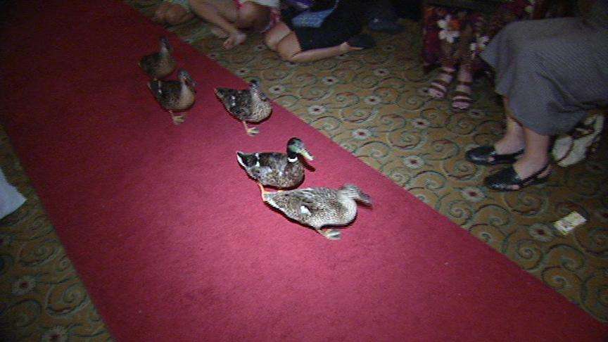 Tabernacle Choir Director Conducts Memphis Duck Walk for a Day