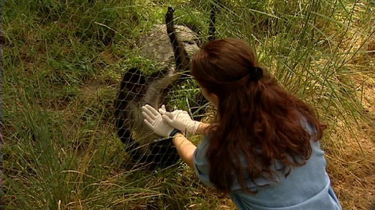 Zoo Animals Trained to Participate in Their Medical Care