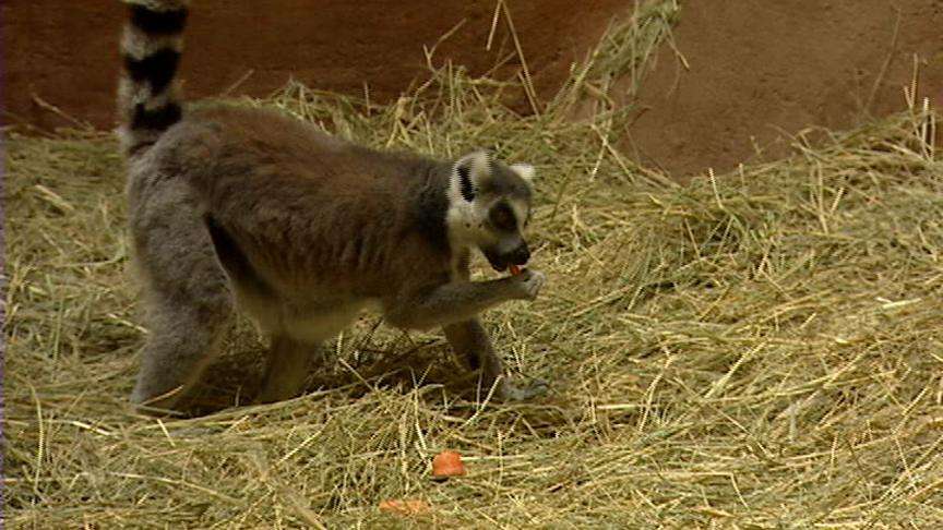 Zoo Animals Trained to Participate in Their Medical Care