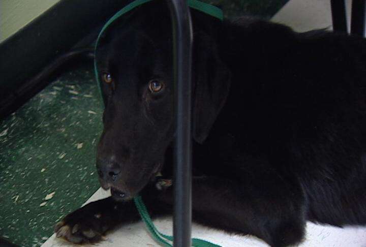 Titan came to the Ogden Animal Shelter so malnourished he couldn't walk. Now he's back in good health and ready to find a new home.