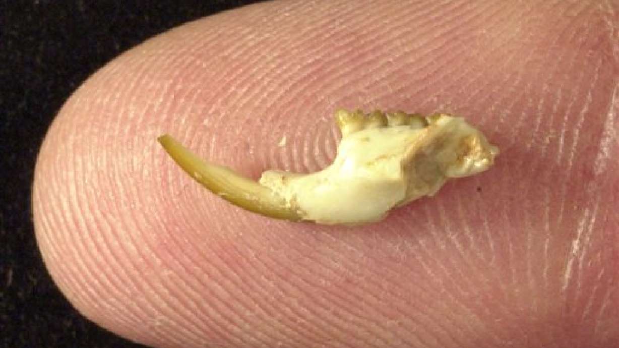 2 new fossil rodents discovered in Utah