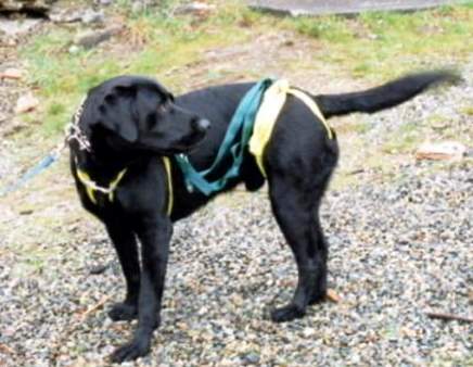 Certified Search and Rescue Dog Dies