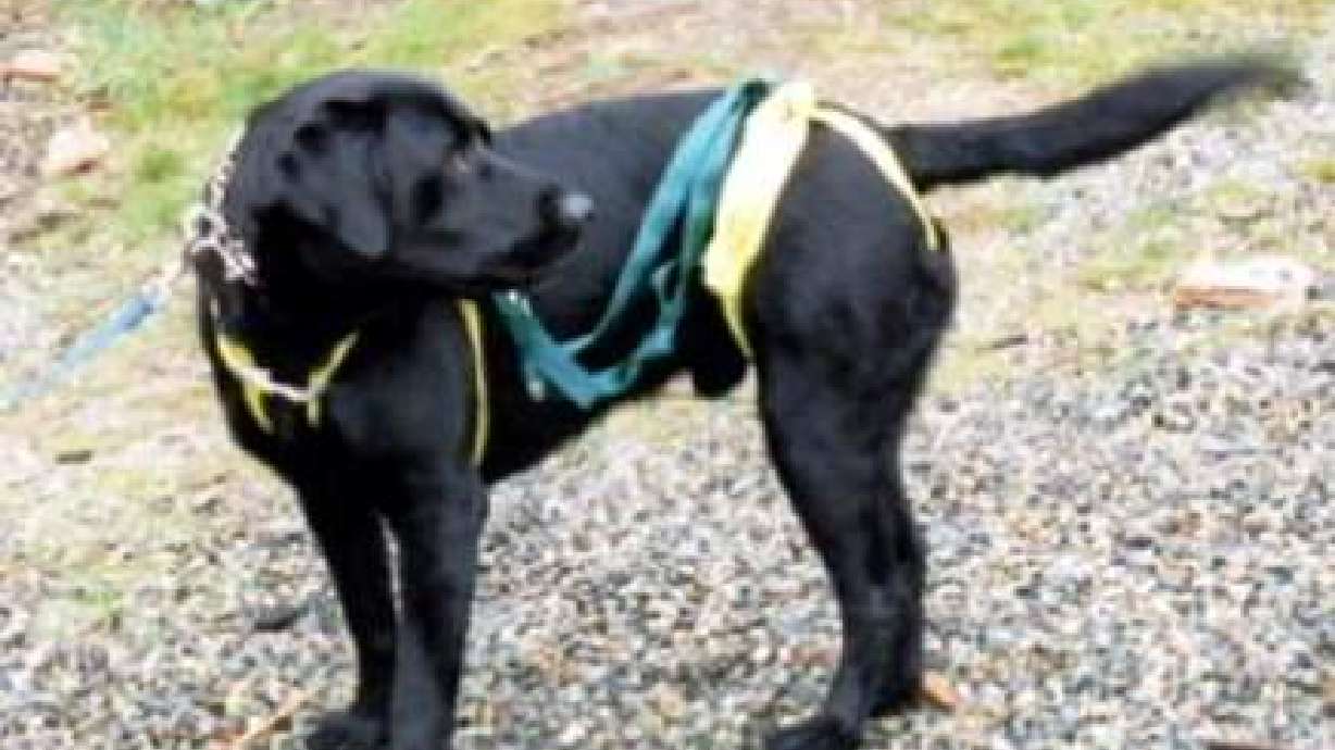 Certified Search and Rescue Dog Dies