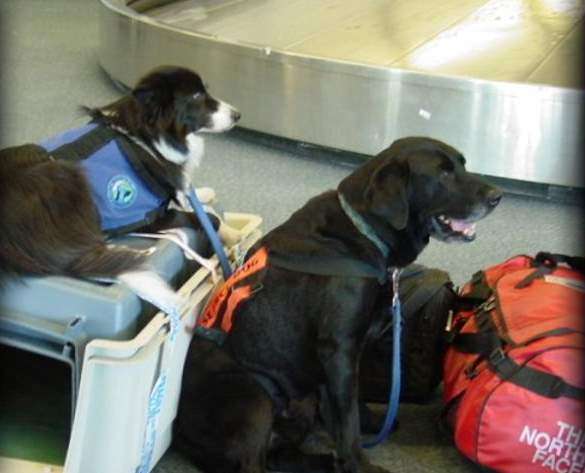 Certified Search and Rescue Dog Dies