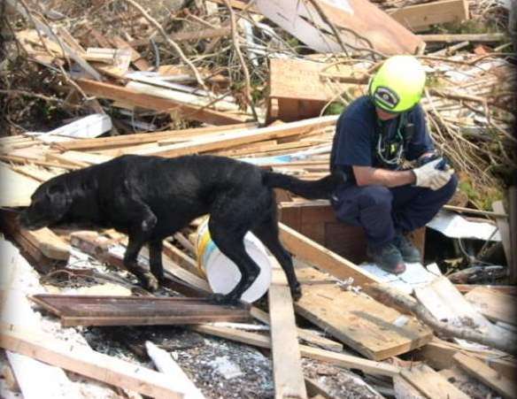 Certified Search and Rescue Dog Dies