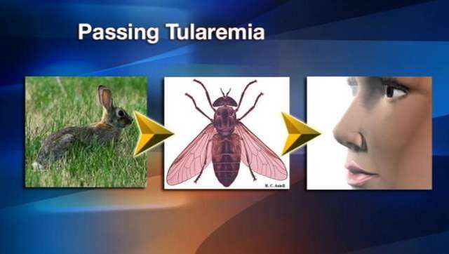 CDC Investigates Cases of Tularemia in Utah