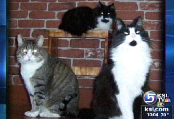 Case of Rabies Confirmed in Salt Lake County