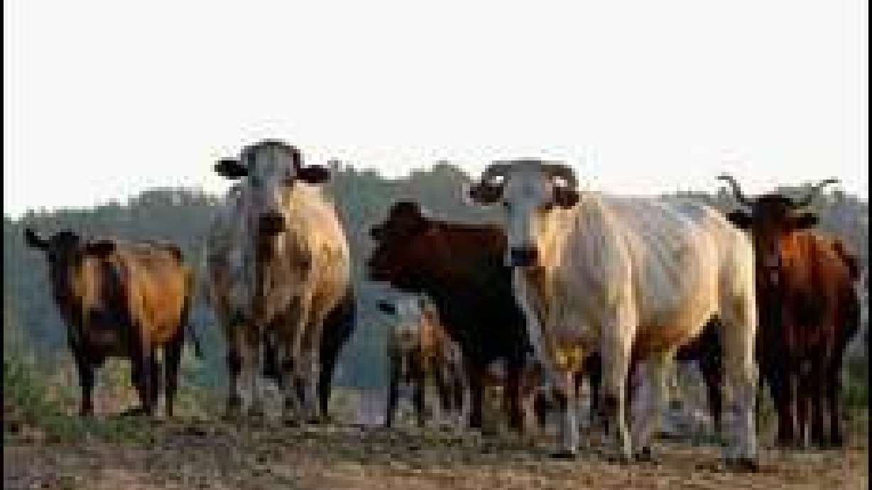 Lawmakers pass bill on livestock killing