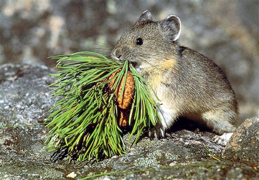 Feds: Status of pika will still need watching