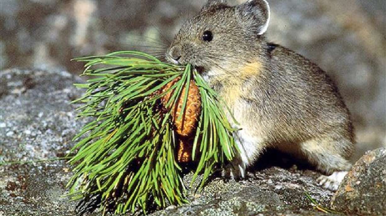 Feds: Status of pika will still need watching