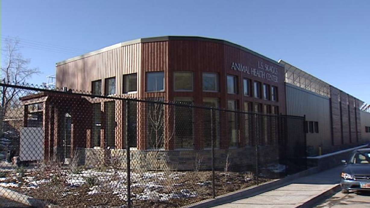 Zoo prepares for leopard's high-tech root canal