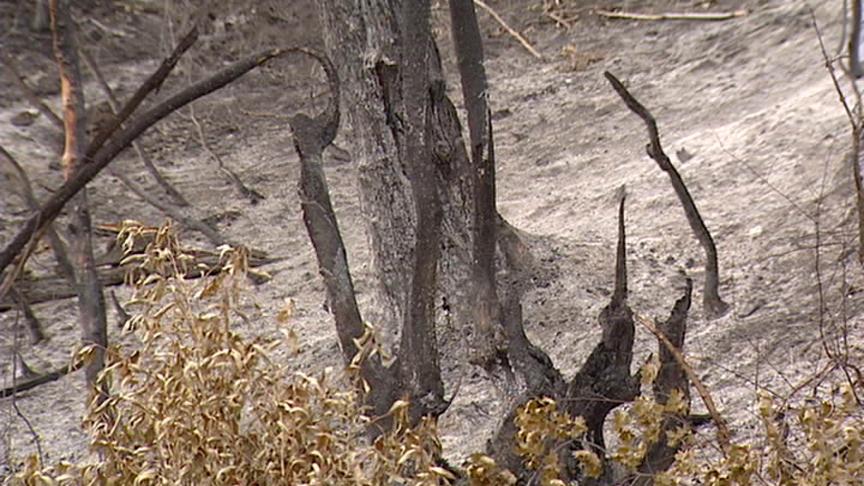 Wildfires Will Hurt Wildlife in Utah