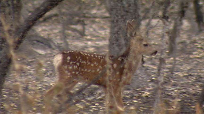Wildfires Will Hurt Wildlife in Utah