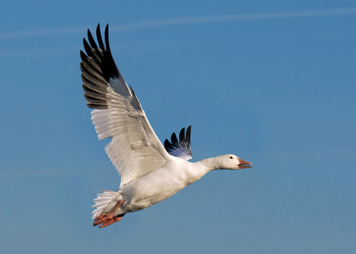 Snow goose festival set near Delta