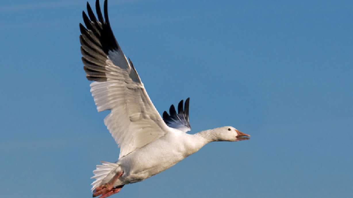 Snow goose festival set near Delta