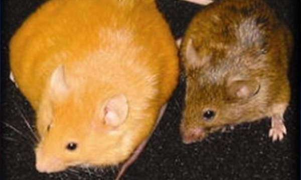 Study Links Mother's Diet to Child's Vulnerability for Disease