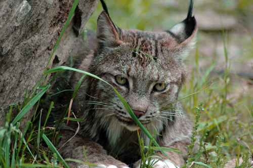 Crews search for elusive lynx in Utah mountains