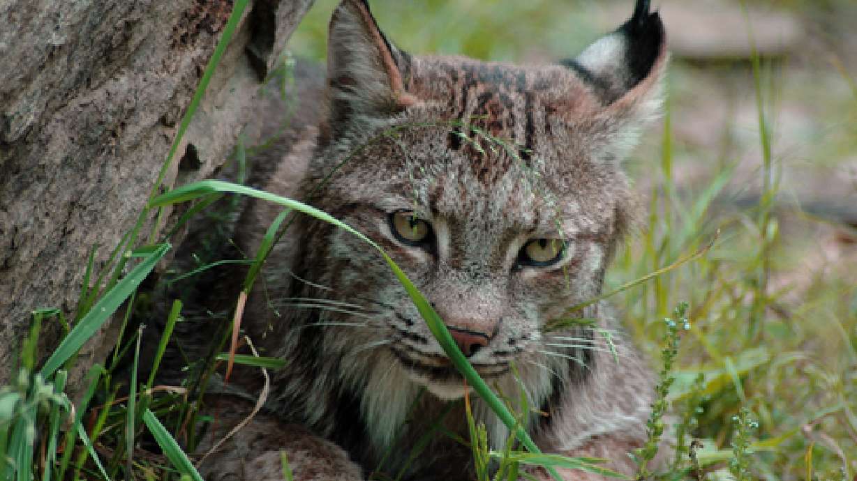 Crews search for elusive lynx in Utah mountains