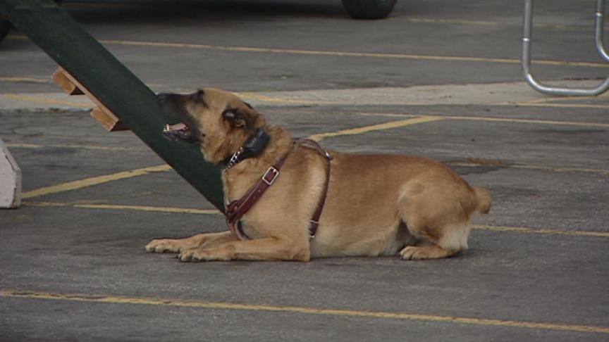 New Dog to Join Police Force