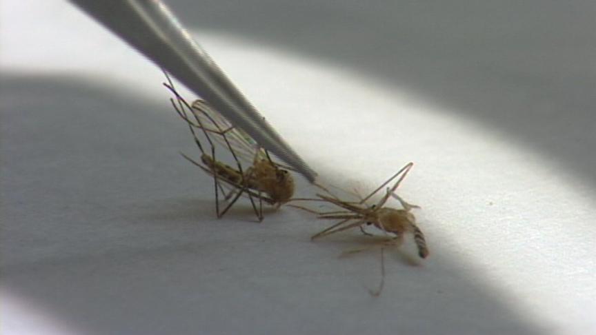 N. Utah mosquito pools test positive for West Nile