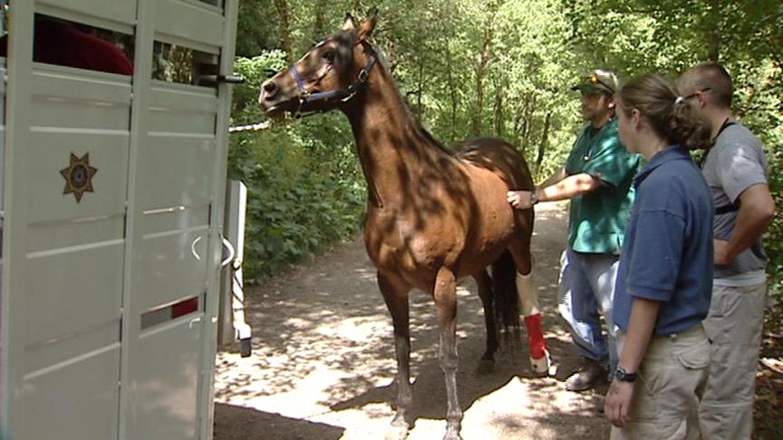 Woman Falls Down Mountain While Horseback Riding