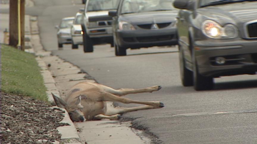 More Deer Killed by Cars than Hunters