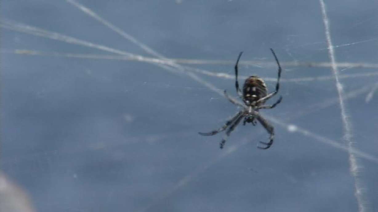 Spiders More Active This Time of Year