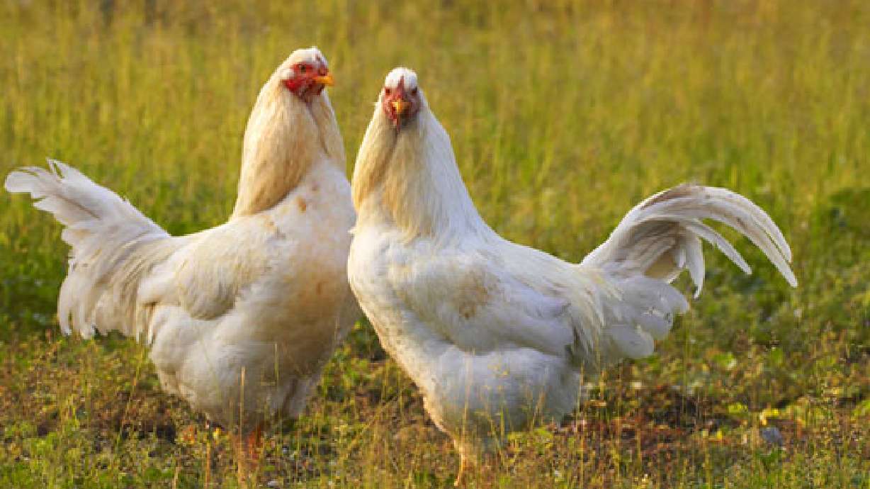 Many 'hipsters' abandoning backyard chickens