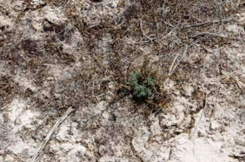 Researchers Say Plant Stopped Path of Wildfire