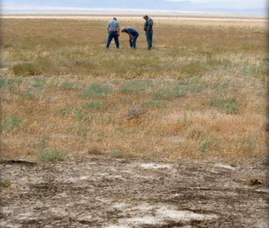 Researchers Say Plant Stopped Path of Wildfire
