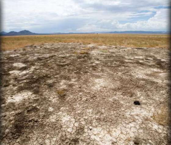 Researchers Say Plant Stopped Path of Wildfire