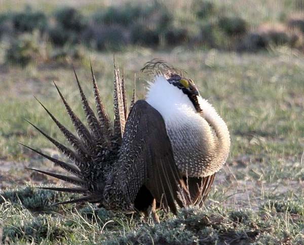 Groups say they intend to sue over sage grouse